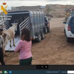 La Guardia Civil rescata un burro en malas condiciones y sanciona su dueño