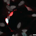 Células de Müller, en rojo. Un paso hacia recuperar células retinarias.