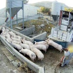 Denuncian por maltrato animal y graves irregularidades a una granja porcina de Burgos
