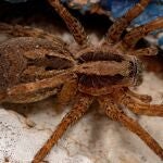 Araña lobo 