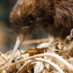 Histórico nacimiento de dos pájaros kiwi en Wellington tras más de 150 años