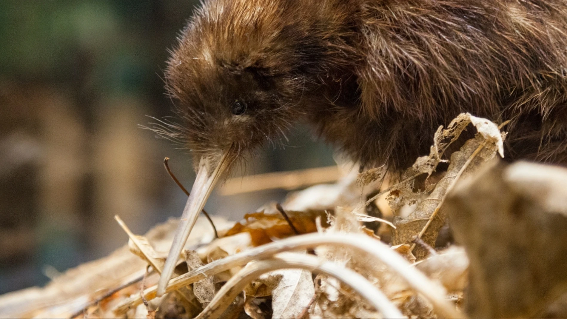 Histórico nacimiento de dos pájaros kiwi en Wellington tras más de 150 años