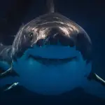 Este vídeo revela cómo se debe actuar frente a un tiburón