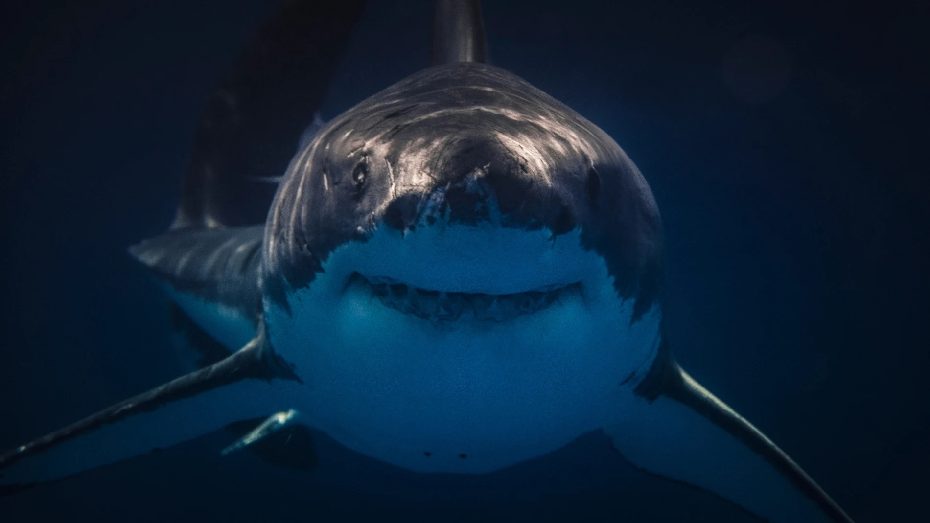 Este vídeo revela cómo se debe actuar frente a un tiburón
