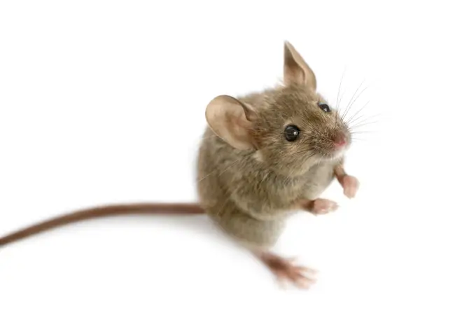¿Qué nos hace humanos? El secreto se encuentra en el cerebro del ratón y en este atlas