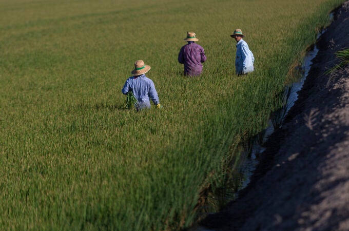Un grupo de jornaleros durante su labor, escardar arroz, en un arrozal en Isla Mayor, en una imagen de 2022