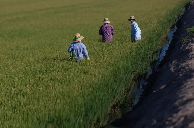 Ultiman un plan de desarrollo sostenible para el cultivo del arroz en Andalucía
