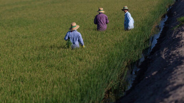 Un grupo de jornaleros durante su labor, escardar arroz, en un arrozal en Isla Mayor, en una imagen de 2022