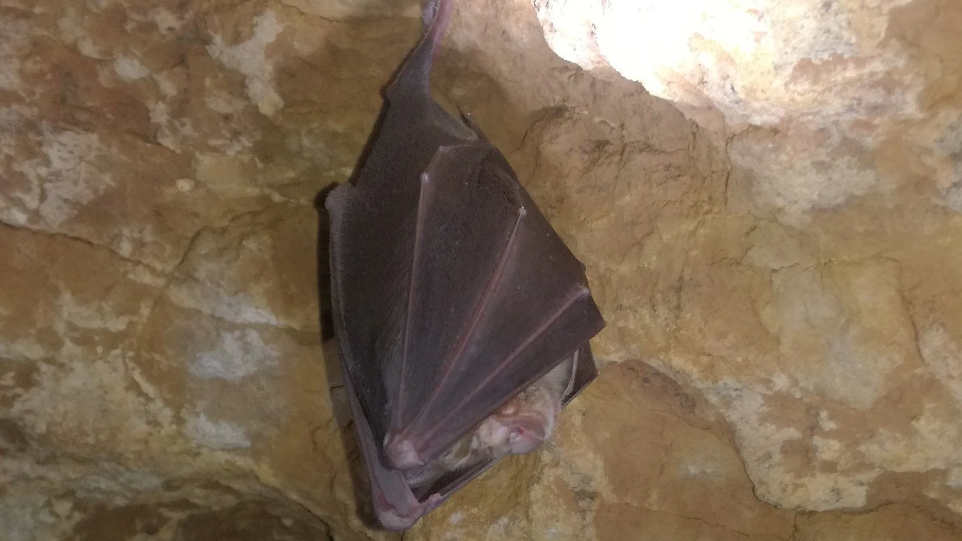 Técnicos de Medio Ambiente visitan 172 refugios de murciélagos y contabilizan unos 10.000 ejemplares en el periodo invernal