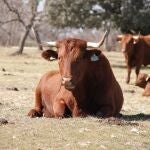 Ejemplares de vacas de raza retinta pura en una explotación extremeña