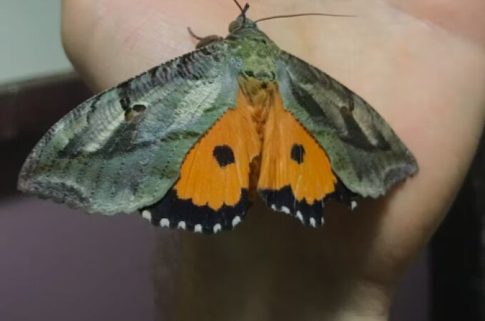 Ejemplar raro de mariposa Eudocima materna, encontrada por el equipo de Matthew Holden.