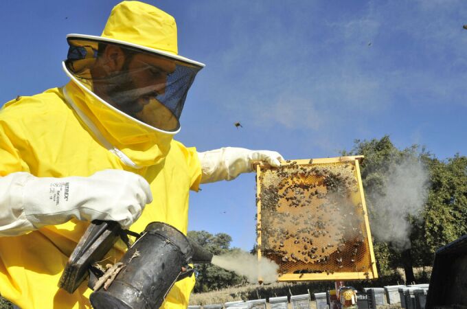 La apicultura entra en zona de supervivencia