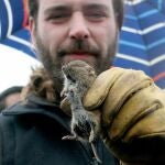 ¿Una plaga de topillos en primavera?