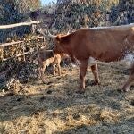 Imagen de la vaca con su ternero tras el parto. AYUNTAMIENTO DE ALMONTE