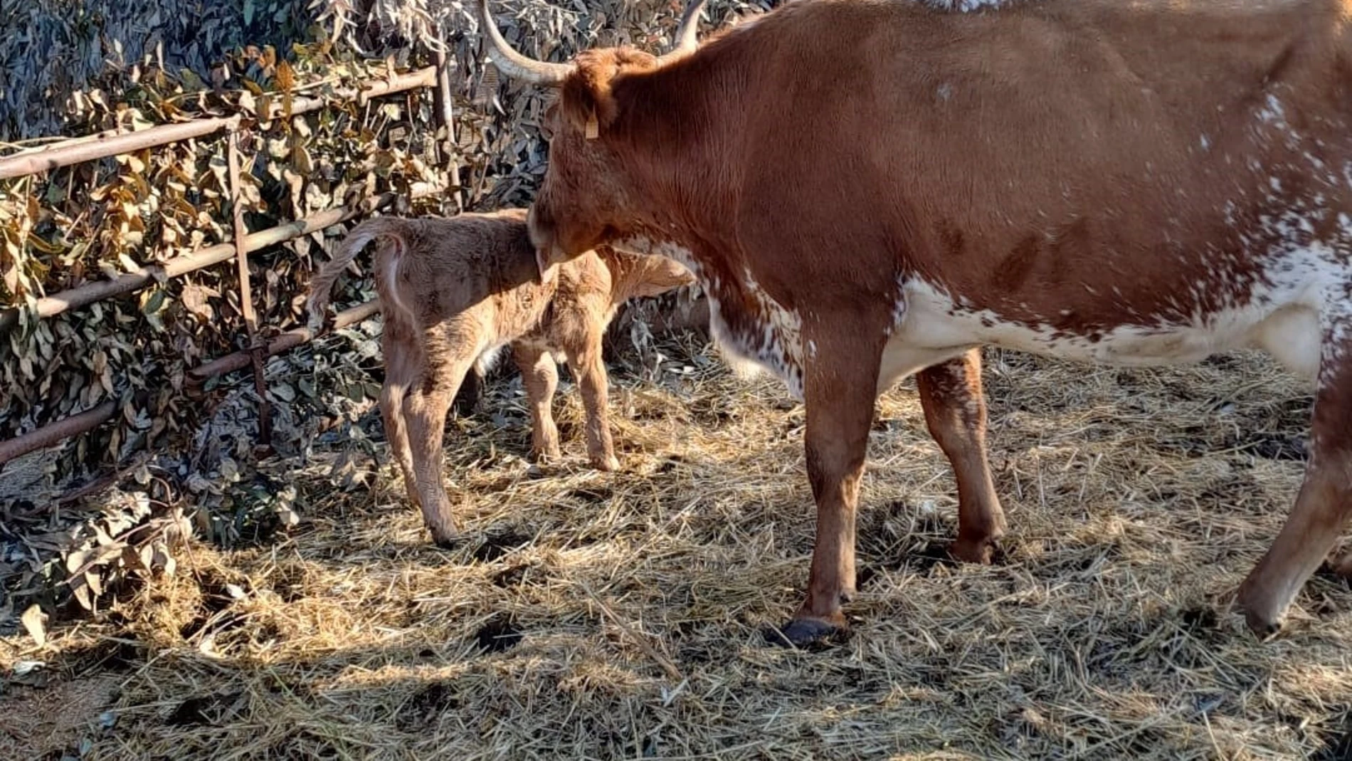 Imagen de la vaca con su ternero tras el parto.AYUNTAMIENTO DE ALMONTE12/12/2023