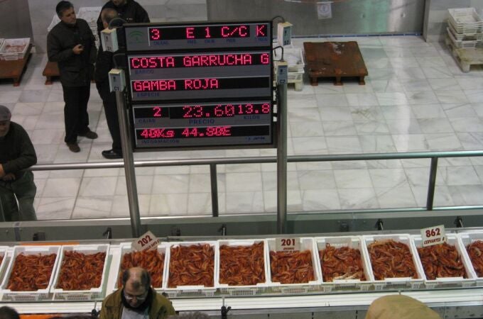 Lonja de gamba roja