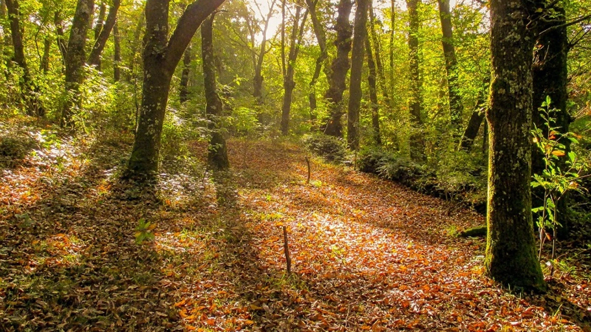 De cada cien unidades monetarias de valor añadido generado en España en este sector, 10,5 provienen de Galicia.