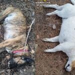Aparecen dos perros muertos en Murcia tras ser envenenados por un vecino