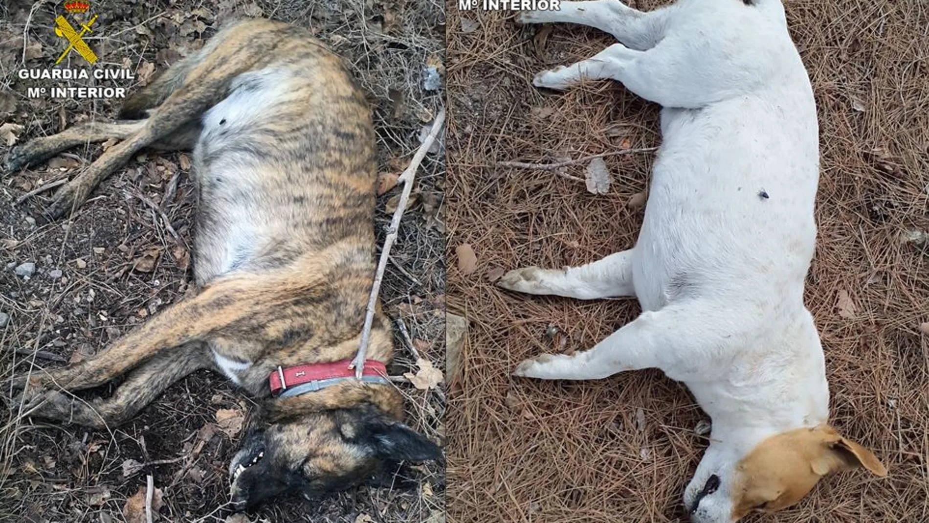 Aparecen dos perros muertos en Murcia tras ser envenenados por un vecino