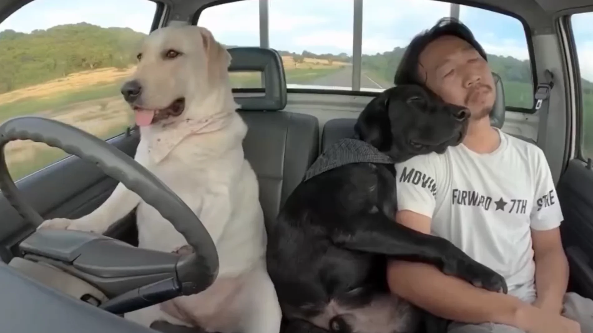 Perro conduciendo un coche