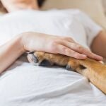 Perro de terapia en el hospital.
