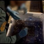Detenido en Guadalajara por traficar con 170 kilos de angulas vivas