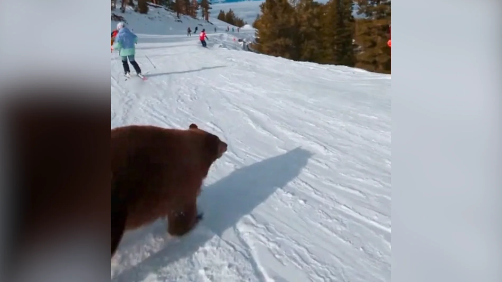 Un esquiador esquiva velozmente a un oso en las pistas de California