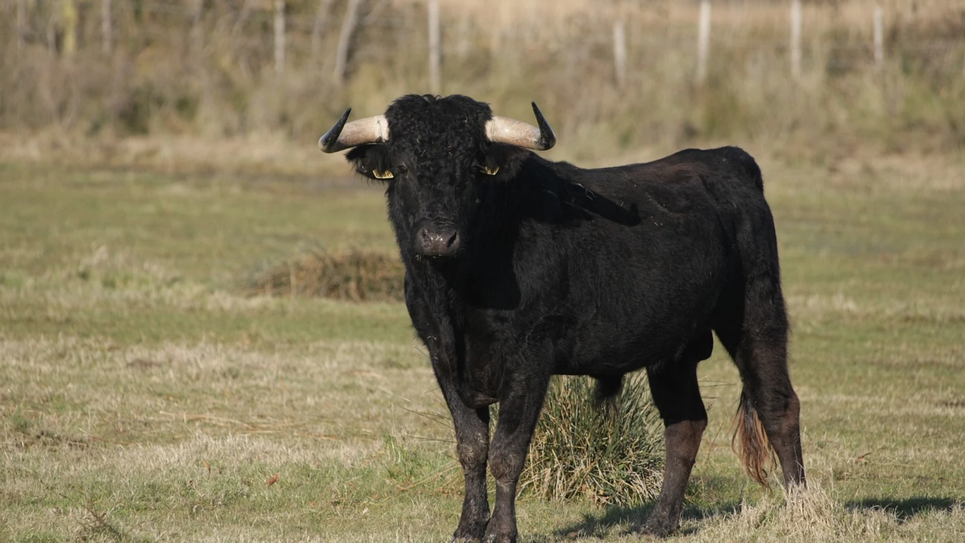 Un toro cornea a una mujer en Vila de Cruces (Pontevedra)
