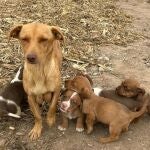 Rescatan a cinco cachorros que habían sido enterrados vivos por su propietario