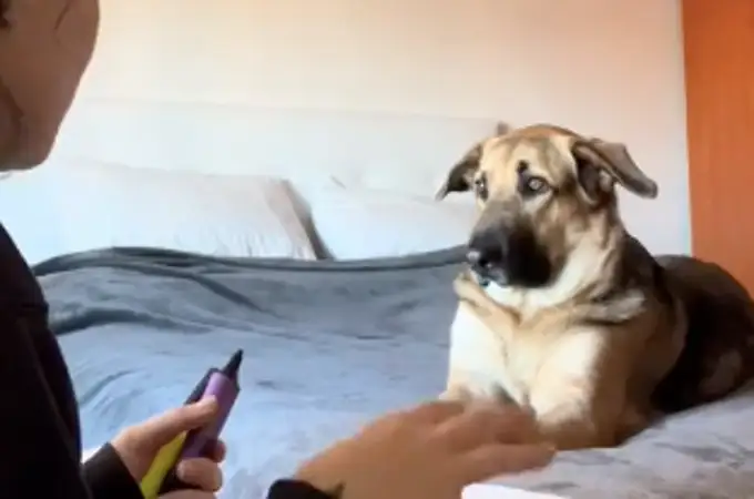 El curioso método de estudio de una joven frente a su perra