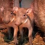 Nacen en Bioparc Valencia las primeras crías de Pumba de la nueva pareja de facóquero