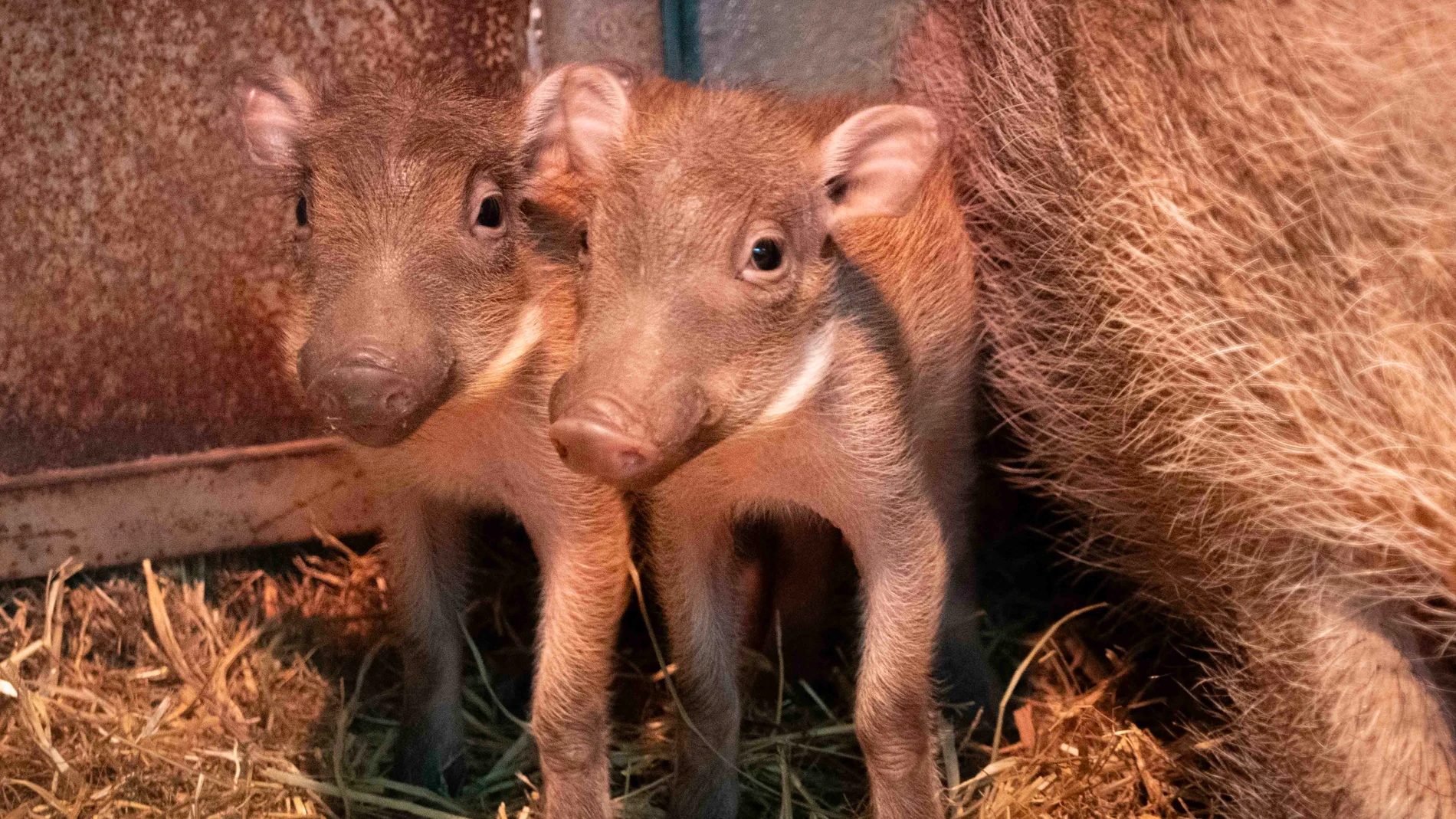 Nacen en Bioparc Valencia las primeras crías de Pumba de la nueva pareja de facóquero