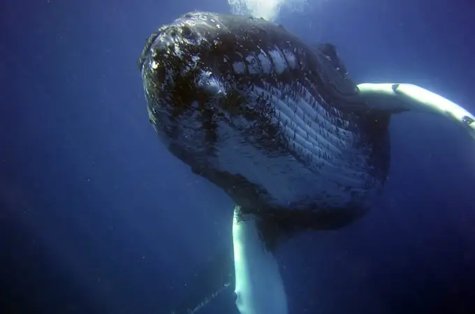 El primer “diálogo” con una ballena nos puede dar claves para hablar con alienígenas