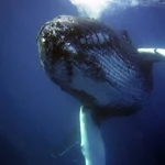 Los autores del estudio señalan que se trata del primer intercambio con una ballena jorobada, en su idioma.