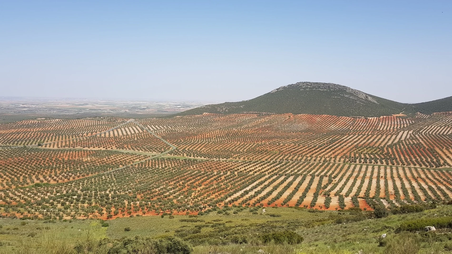 Campo de olivos en Mora (Toledo)