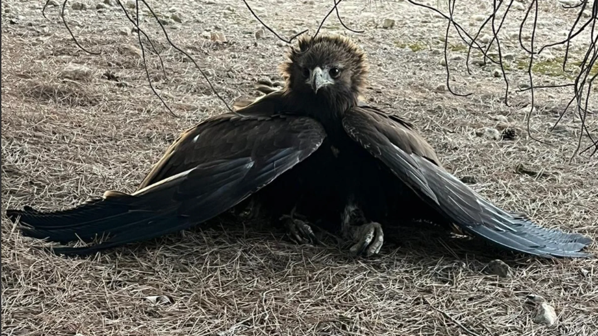 El águila, poco antes de ser rescatada
