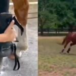 Un caballo vuelve a galopar gracias a una prótesis en una de sus patas