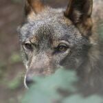  Un lobo Ibérico en las instalaciones del centro de interpretación del lobo de Belmonte (Asturias).