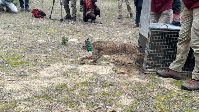 Huelva.- Los linces ibéricos 'Flecha' y 'Tirene' vuelven a su hábitat en el Espacio Natural de Doñana