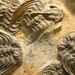 Fósiles de Trilobites 