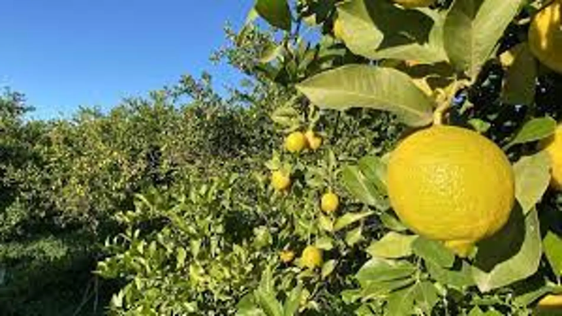 El limón murciano, en crisis por unos precios "insostenibles"