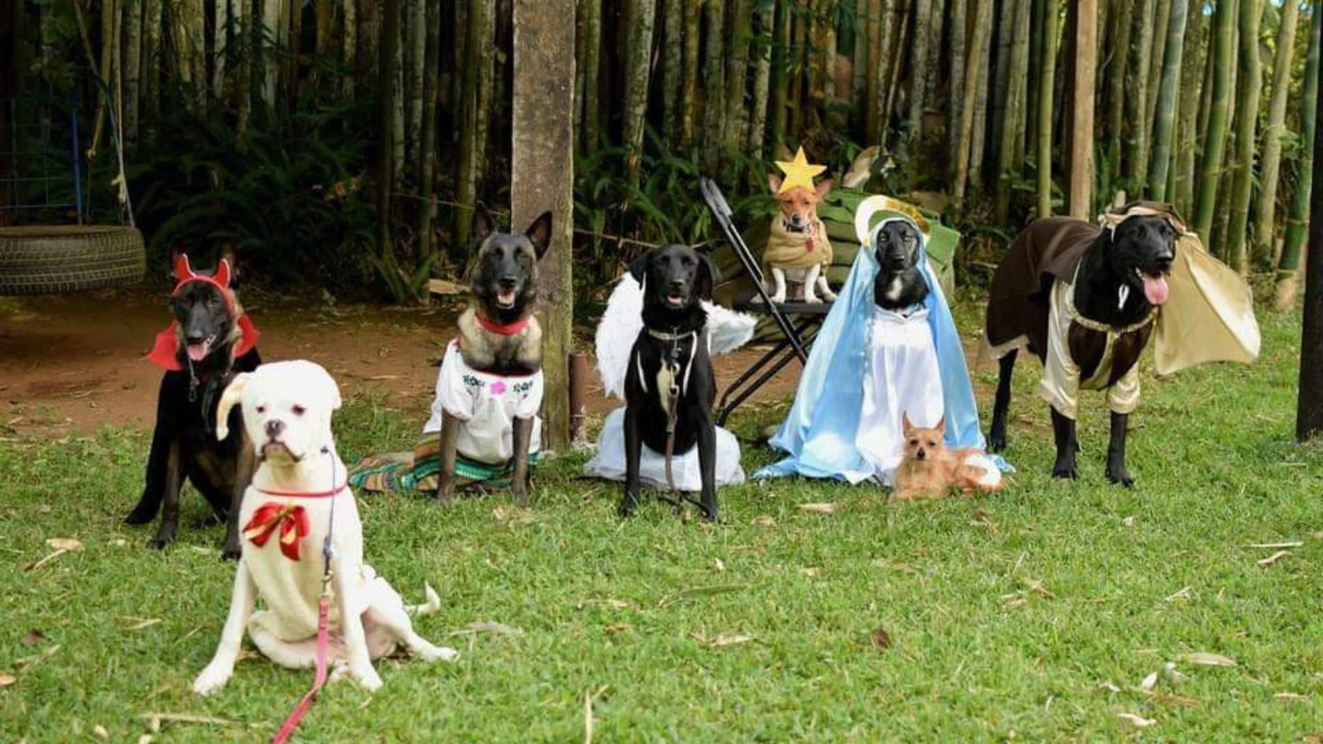 Unos perros recrean un belén y conquistan las redes sociales