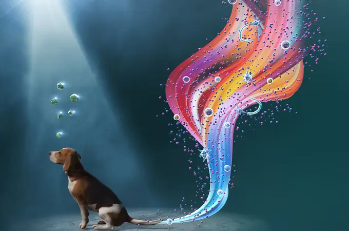La orina de perro podría emplearse para medicina regenerativa en veterinaria