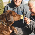 Baño previo y revisión: así entran los perros al Hospital para despedirse de su dueño en cuidados paliativos