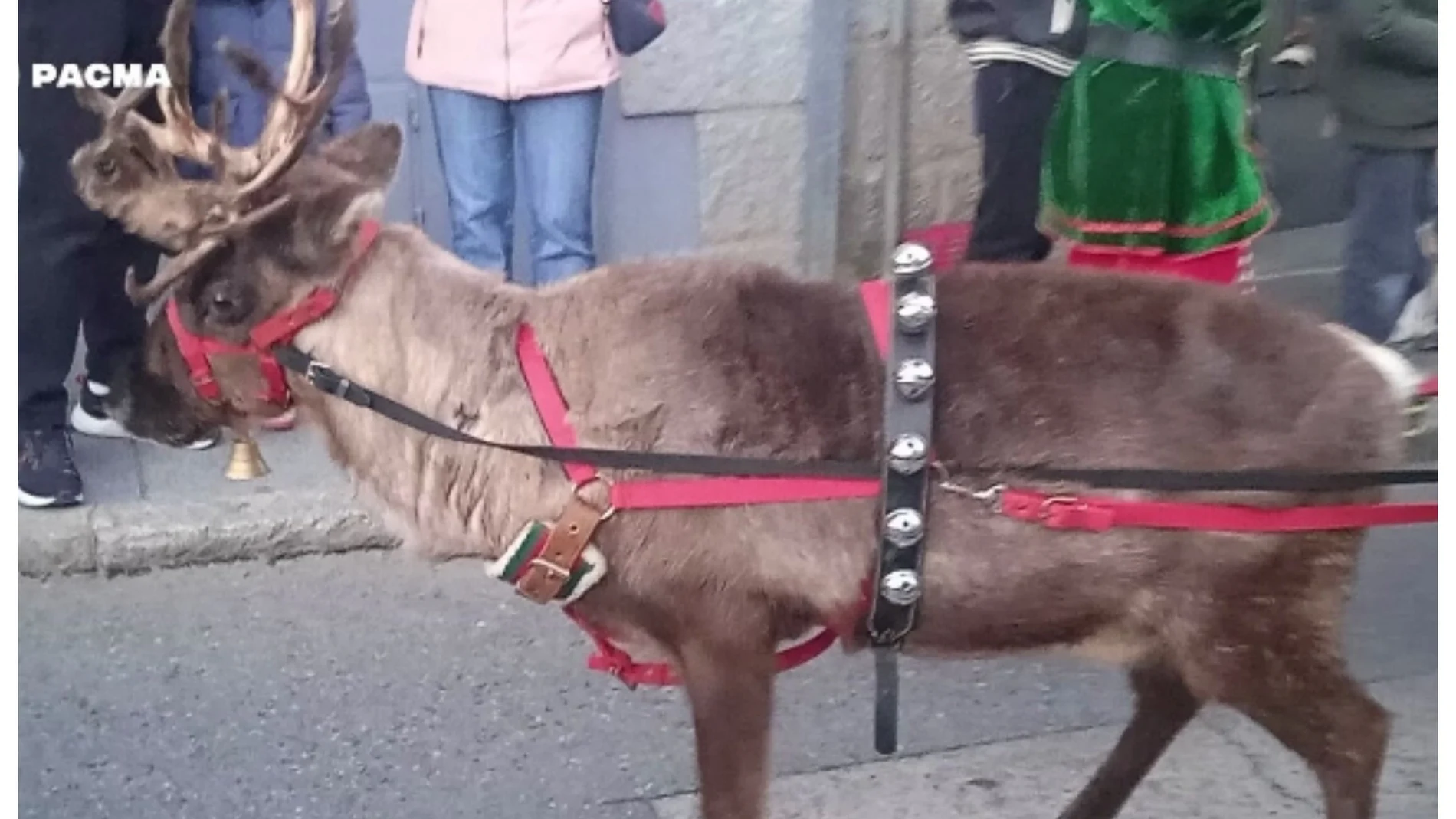 PACMA denuncia el uso de renos en un pasacalles navideño en El Escorial: "Los animales merecen vivir sin estrés ni maltrato"
