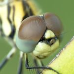 Los ojos compuestos de las libélulas les dan una visión de casi 360º.