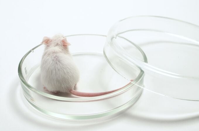Ratón de laboratorio 