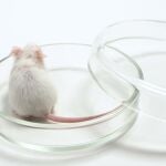 Ratón de laboratorio 