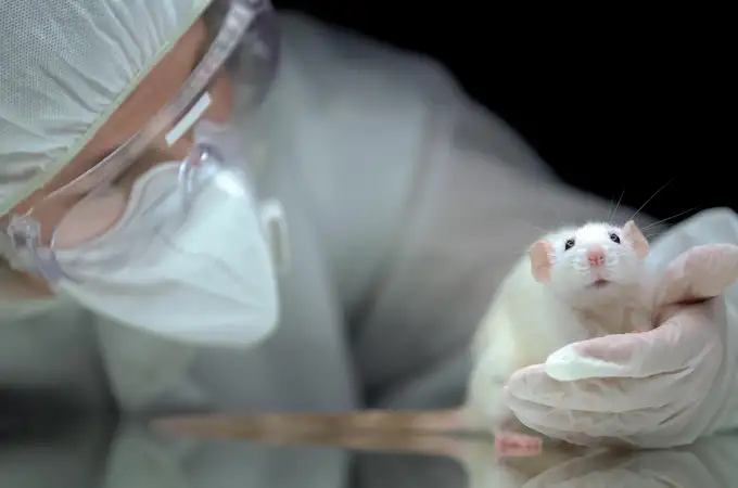Los ratones de laboratorio son capaces de hacer cosas mal aposta