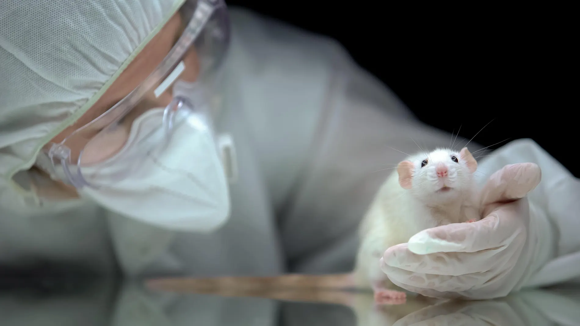Ratones en un laboratorio